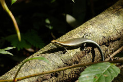 Copeoglossum nigropunctatum