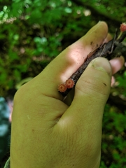 Microstoma floccosum