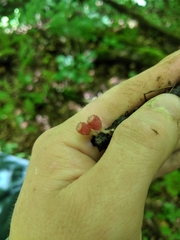 Microstoma floccosum