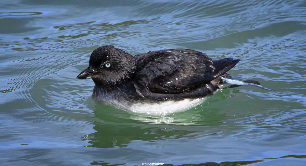 Ptychoramphus aleuticus aleuticus