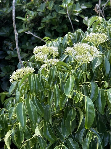 Clausena smyrelliana