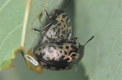 Calligrapha multipustulata