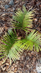 Zamia loddigesii