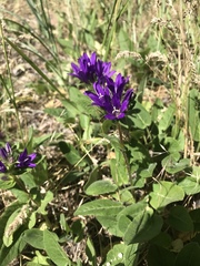 Campanula glomerata