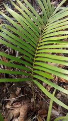 Zamia loddigesii