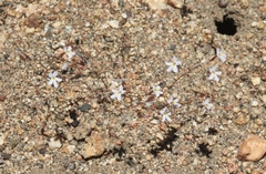 Nemacladus longiflorus