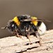 Buff-tailed Bumble Bee - Photo (c) Bill Lucas, some rights reserved (CC BY-NC), uploaded by Bill Lucas