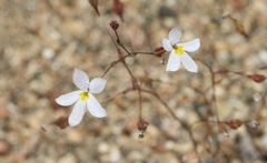 Nemacladus longiflorus