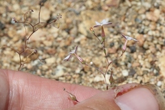 Nemacladus longiflorus