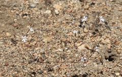 Nemacladus longiflorus