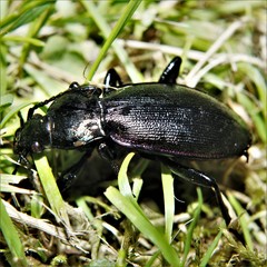 Carabus purpurascens