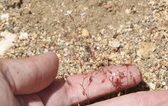 Nemacladus longiflorus