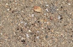 Nemacladus longiflorus