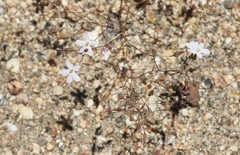 Nemacladus longiflorus