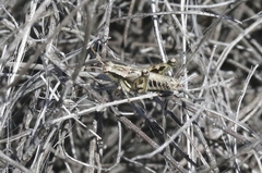 Aeoloplides fuscipes