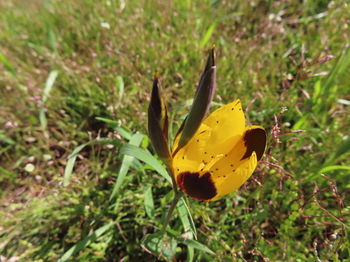 Image of Hesperantha vaginata by (c) linkie, some rights reserved (CC BY)