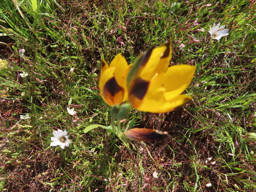 Image of Hesperantha vaginata by (c) linkie, some rights reserved (CC BY)