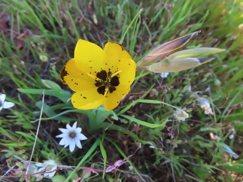 Hesperantha vaginata, photograph 6