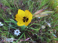 Hesperantha vaginata, photograph (c) linkie, some rights reserved (CC BY)