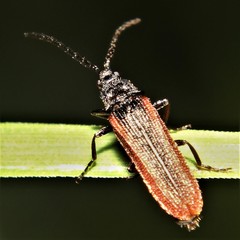 Omalisus fontisbellaquei