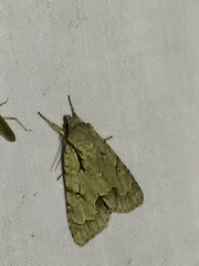 Acronicta psi