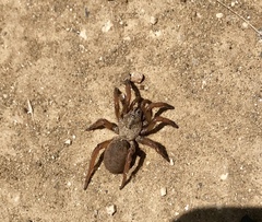 Aptostichus stephencolberti