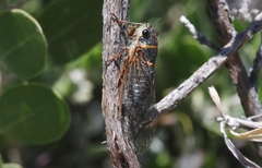 Platypedia bernardinoensis