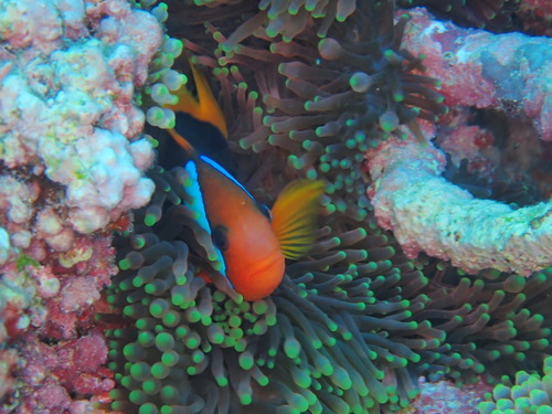 Clownfish (Amphiprioninae)