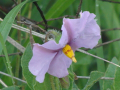 Lycianthes moziniana