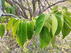 Psydrax dicoccos, photograph (c) Siva Naturewild, some rights reserved (CC BY)