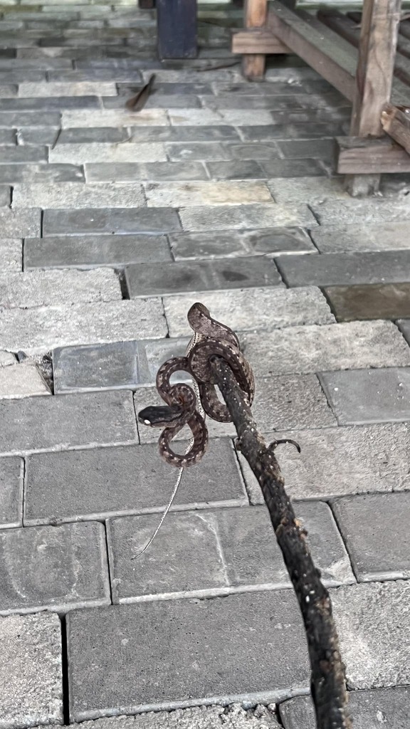 Kuznetsovs' Slug-Eating Snake