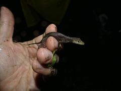 Anolis maculiventris