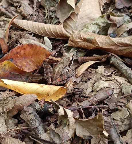 Hyrcanian Frog, Rana pseudodalmatina