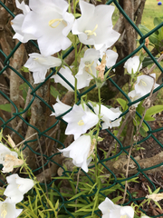 Campanula persicifolia