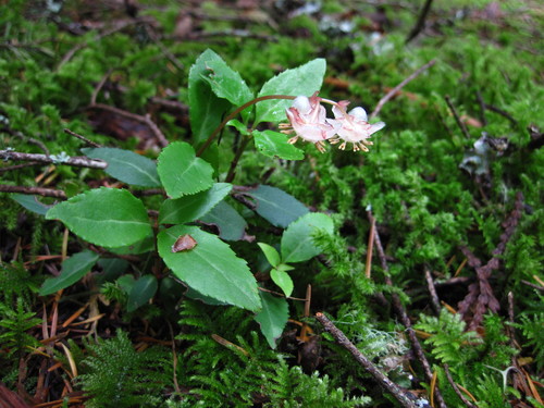Chimaphila menziesii