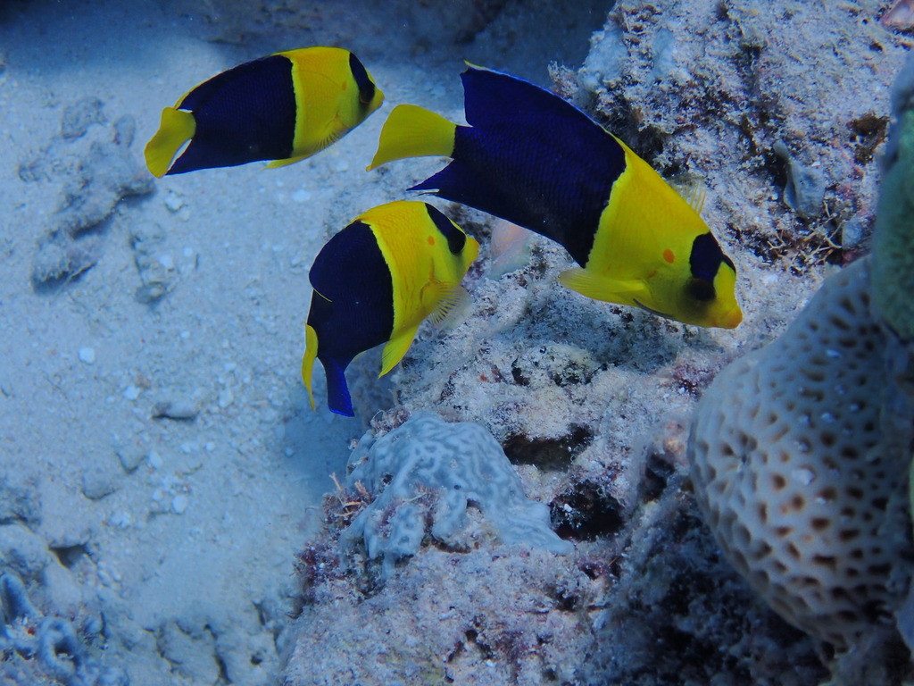 Bicolor angelfish