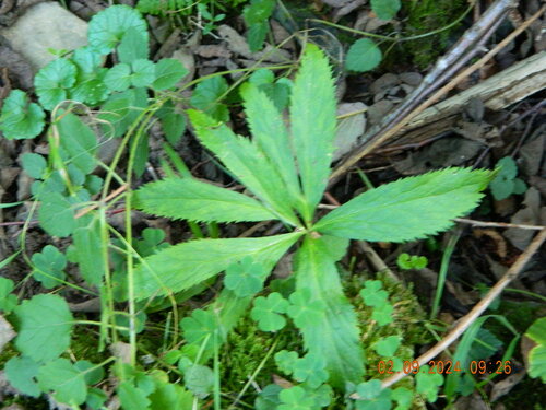Helleborus purpurascens (Helleborus purpurascens)