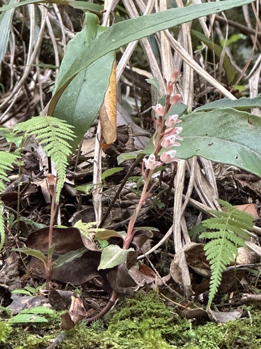 Image of Goodyera velutina by (c) Kiwi Shen, some rights reserved (CC BY)