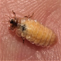 Lamprohiza splendidula