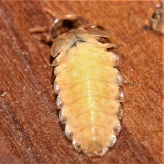 Lamprohiza splendidula