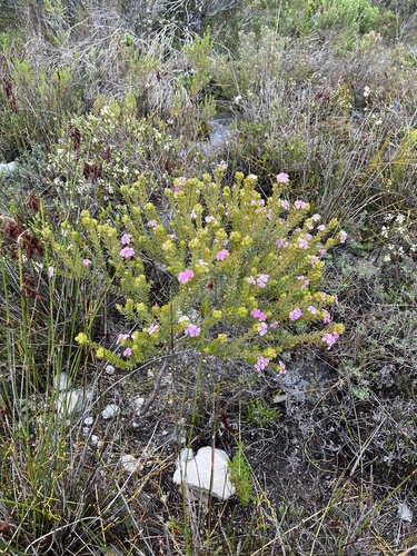 Image of Acmadenia mundiana by (c) Charleen Brunke, some rights reserved (CC BY)