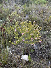 Acmadenia mundiana, photograph (c) Charleen Brunke, some rights reserved (CC BY)