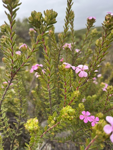 Dehoop Porcelainflower (Acmadenia mundiana)