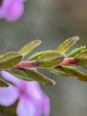 Acmadenia mundiana, photograph (c) Charleen Brunke, some rights reserved (CC BY)