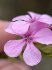 Acmadenia mundiana, photograph (c) Charleen Brunke, some rights reserved (CC BY)