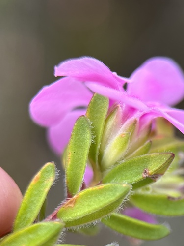 Image of Acmadenia mundiana by (c) Charleen Brunke, some rights reserved (CC BY)