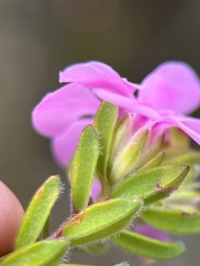 Acmadenia mundiana, photograph (c) Charleen Brunke, some rights reserved (CC BY)
