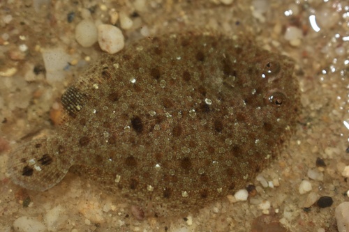 Spottail flounder (Bothus robinsi) — Bothidae — 5