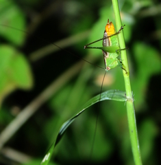 Conocephalus ictus