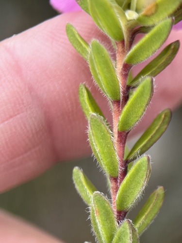 Image of Acmadenia mundiana by (c) Charleen Brunke, some rights reserved (CC BY)
